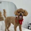 또또살롱 이미지