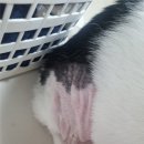 청량리 슬기 동물병원 | 9.23 고양이 조직검사 결과 및 실밥 제거 (청량리 슬기동물병원)