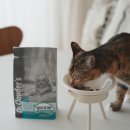 닥터펫푸드 | 고양이 알러지 사료, 닥터클라우더 설사 사료 추천