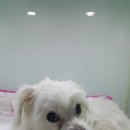 제갈견 동물병원 이미지