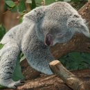 코끼리한의원 이미지