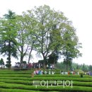 분홍봄