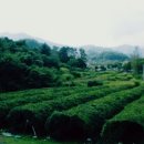 산바래기농장 이미지