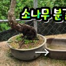 [분재만들기] " 해송 소나무" 화분갈이 방법 및 과정 - 새싹분재원TV Sprout Bonsai TV 이미지