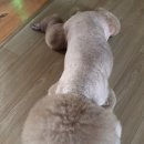 똥개이발소 이미지