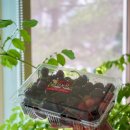 원이농장 이미지