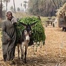 수확(収穫, harvest) - 추수감사절, 추석 이미지