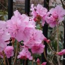 꽃사세요 꽃 이미지