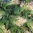 은현고추 이미지