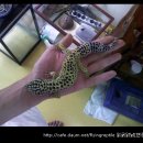 four leopard geckos 이미지