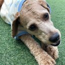 멍품유치원 | 멍테소리 상무지구애견유치원 믿고 맡길 수 있는 공간 후기