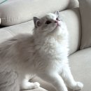 랙돌캐터리알렉산더돌스