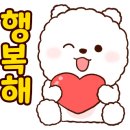 표나개 반려애견 미용실 이미지