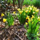 아리랜드 이미지