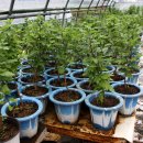 정곡농장 이미지