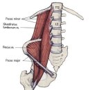 근육학(MPS) 관련 그림 : 복부 뒤쪽 근육들(Posterior Abdominal Wall Muscles) 이미지