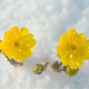 눈속에피는꽃 이미지