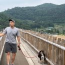 보성애견 이미지