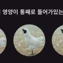 백봉춘천농장 이미지