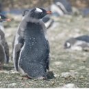 펭귄 이미지
