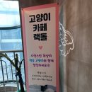 고양이카페 랙돌 네이버블로그