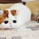 펫매니저 이미지