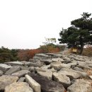 파사성 소나무 이미지