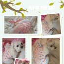 우리몽 | 밍키베베이모의 봄옷 선물이 도착했어요~~~ ^^