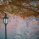 메타세쿼이아랜드 이미지