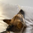 빵귤맨숀 이미지