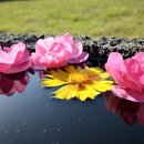 제주신촌돌집독채민박 이미지