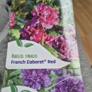 무궁화반겹품종French Cabaret Red Cabaret Purple Mindourt(pbr)각2주 식재 이미지