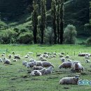 인산목장 이미지