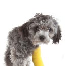 정수동물병원 이미지