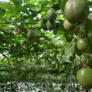 두리농장 이미지