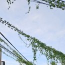 강변하바나