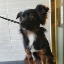 도그헬퍼 이미지