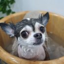 다정한 개아빠 이미지