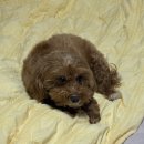 24시 마이동물의료센터 이미지