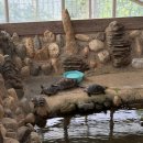 쌍둥이농장 | [강릉] 데이트 장소 추천! 강릉 가볼만한곳 &#34;쌍둥이 동물농장&#34; 다녀온 후기