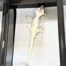 판다킹 | 양산 수족관 피쉬플라넷 크레스티드 게코 도마뱀 분양 후기｜파충류샵 방문 (피그미다람쥐 있음)