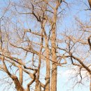 평화로옛집 이미지