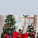 하울 애견 유치원 이미지