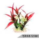 삼호수족관