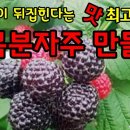 복분자주 만들기 이미지