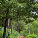 이화피닉스요양병원 | [충남] 천안아산 이화피닉스 요양병원 수국 실시간 | 충남 수국 명소