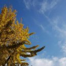 금화안경 이미지