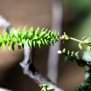 디오스 카카오 검색결과