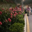 북부운수(주) | [중랑천 2026서울장미축제] 중랑장미공원 야간 산책 주차정보)