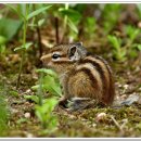 아기다람쥐 이미지